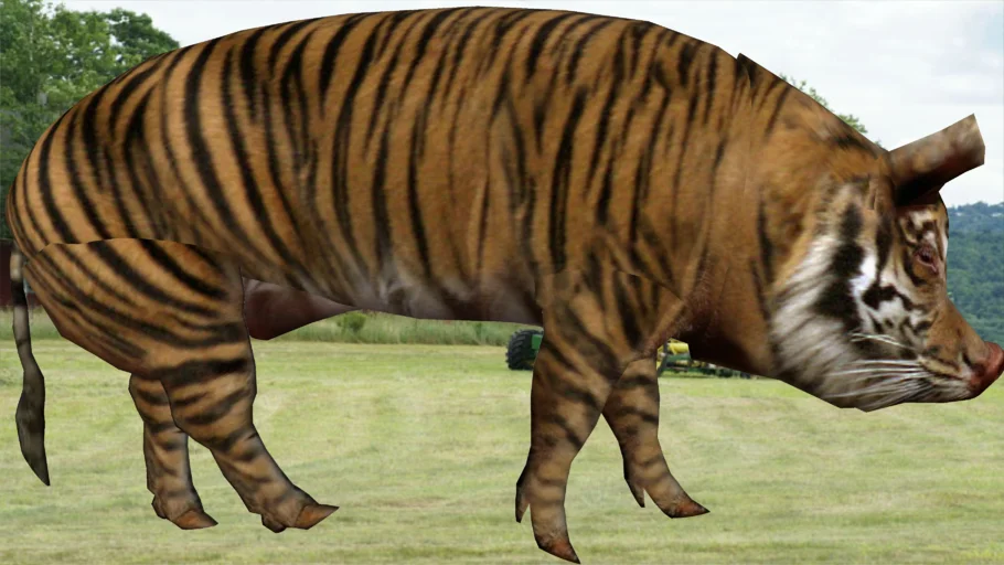 TIGER PIG!