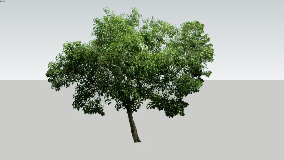 Pohon / Tree