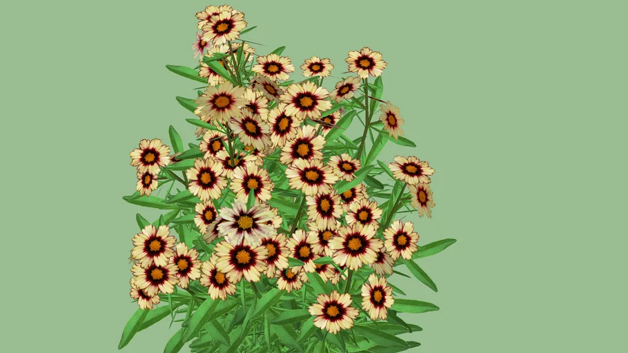 Coreopsis "Redshift"