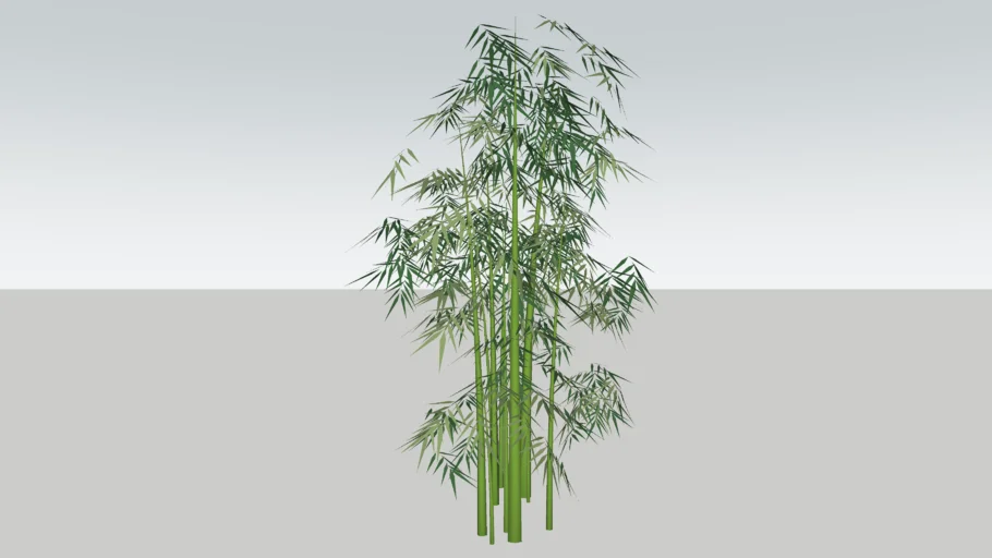 Bamboo