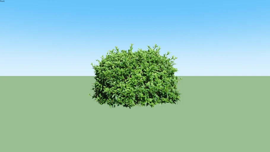 hedge