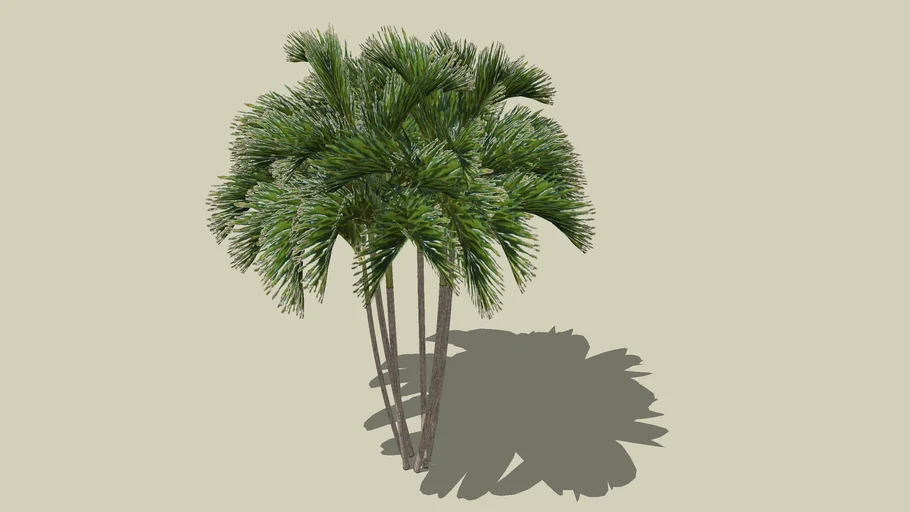 Areca tree