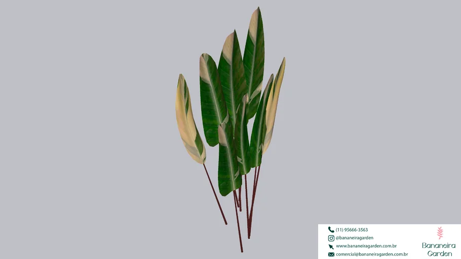 PLANTA ARVORE MARANTA