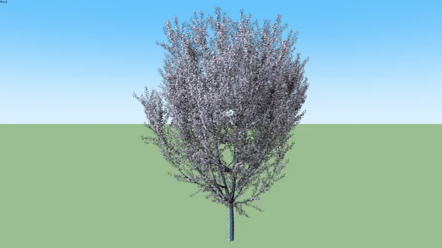 Cherry Flowering Prunus serrulata flowering