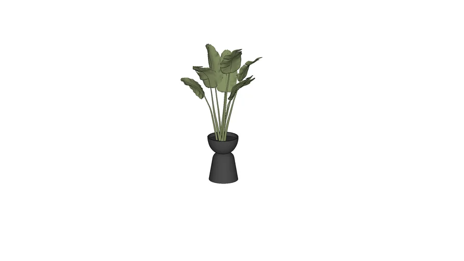 SketchUp Course - Plant Strelitzia