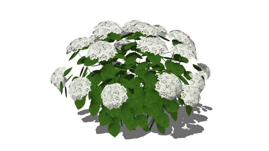 Hydrangea White