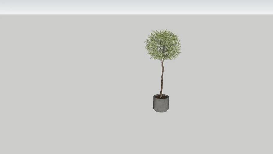 Lollipop tree in a pot
