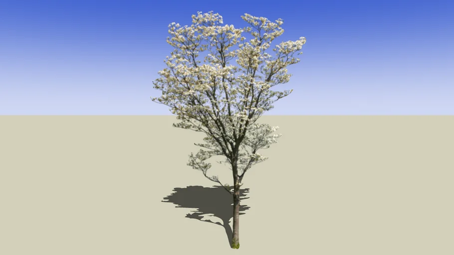 2D Tree_05