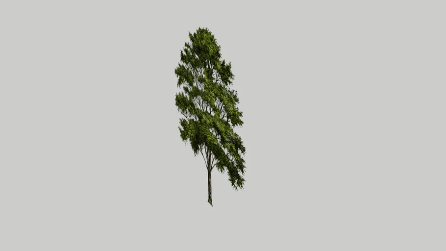 Landscape Street Tree