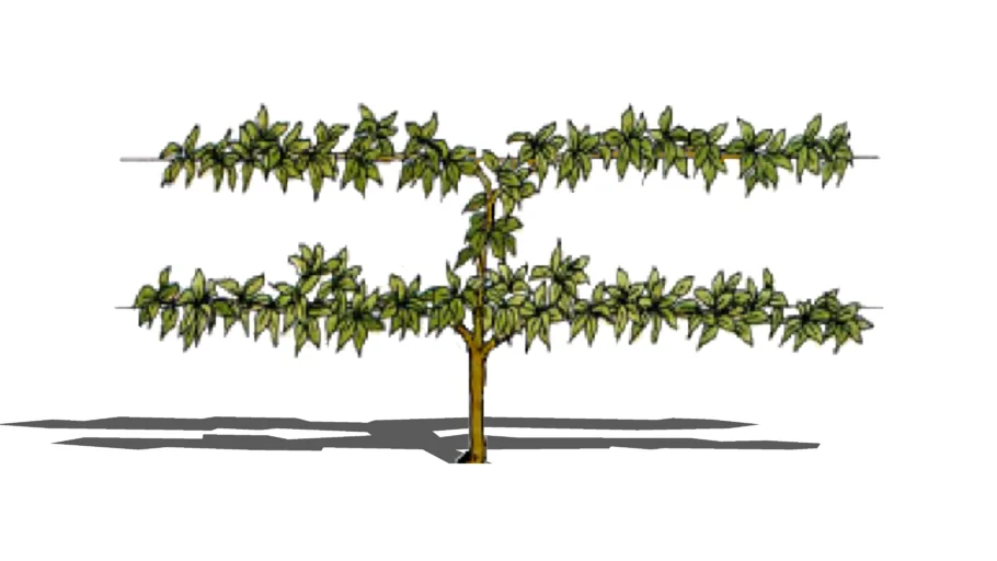 Shrubs - Vines and Espalier - Cordon Fruit Tree