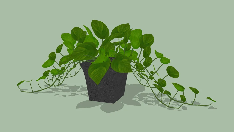 Sirih Gading - Tanaman