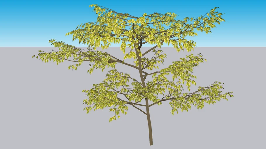 Golden Shadows® Pagoda Dogwood - Cornus alternifolia