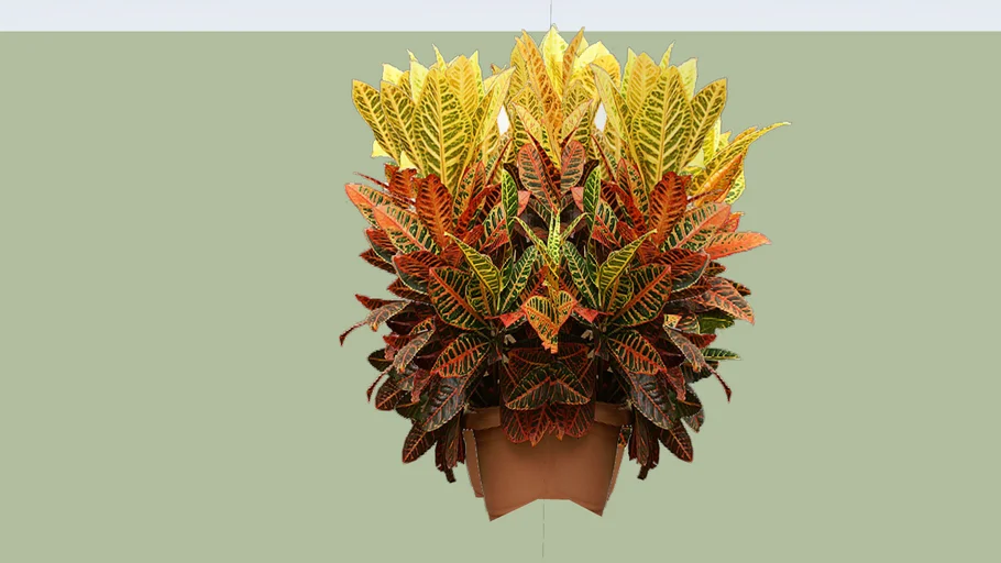 PLANTA DE JARDIN CROTON