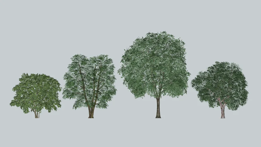 Tree H