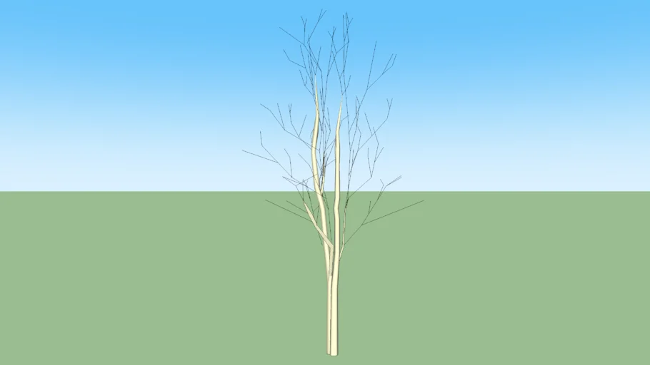 pohon