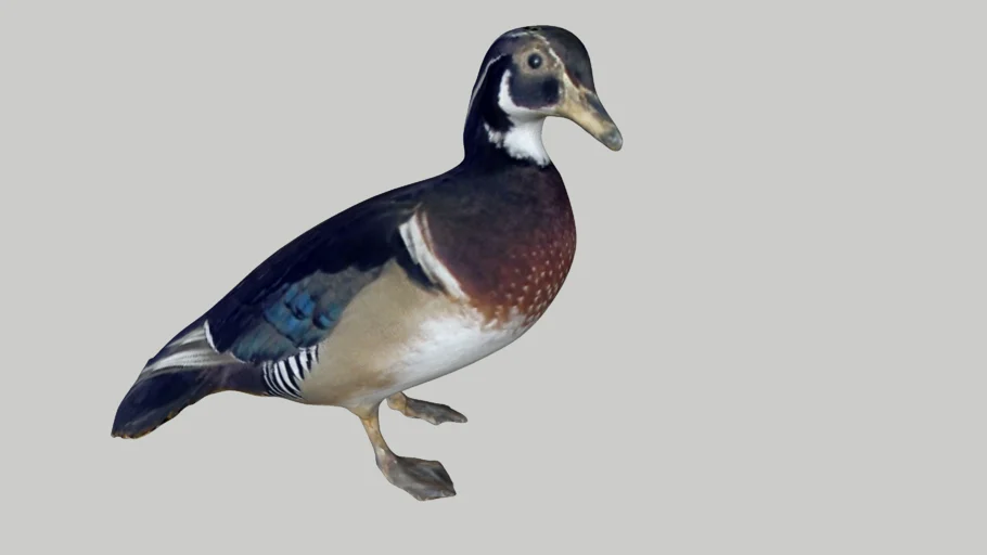 Ente