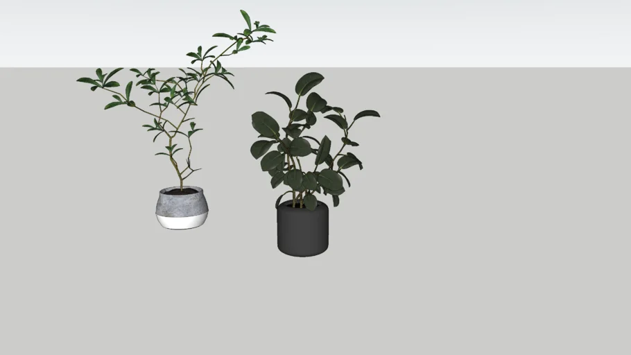 PLANT