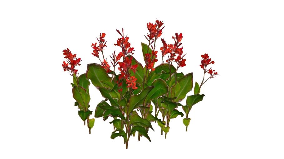 Paisagismo_Cana-da-Índia (Canna indica)_03