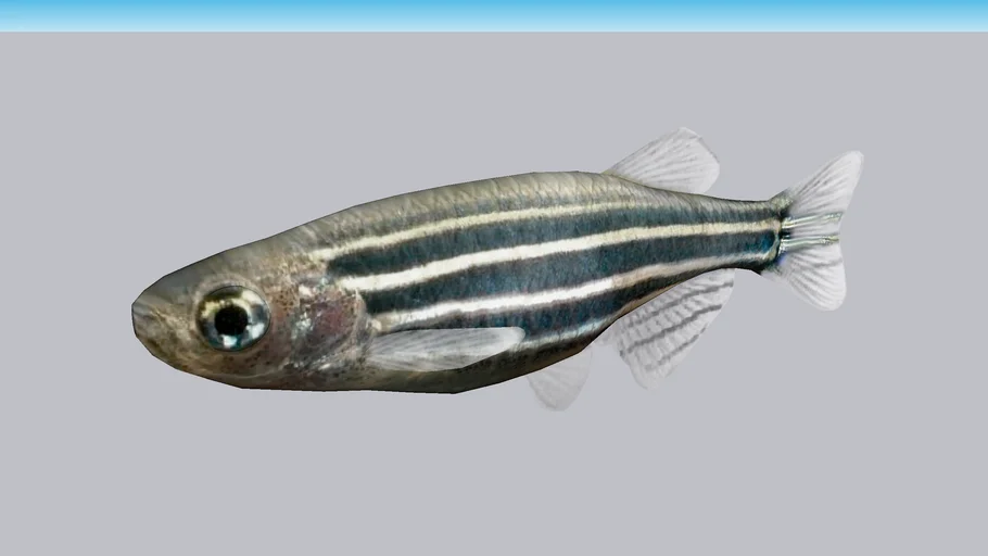 Danio Cebra (Danio rerio)