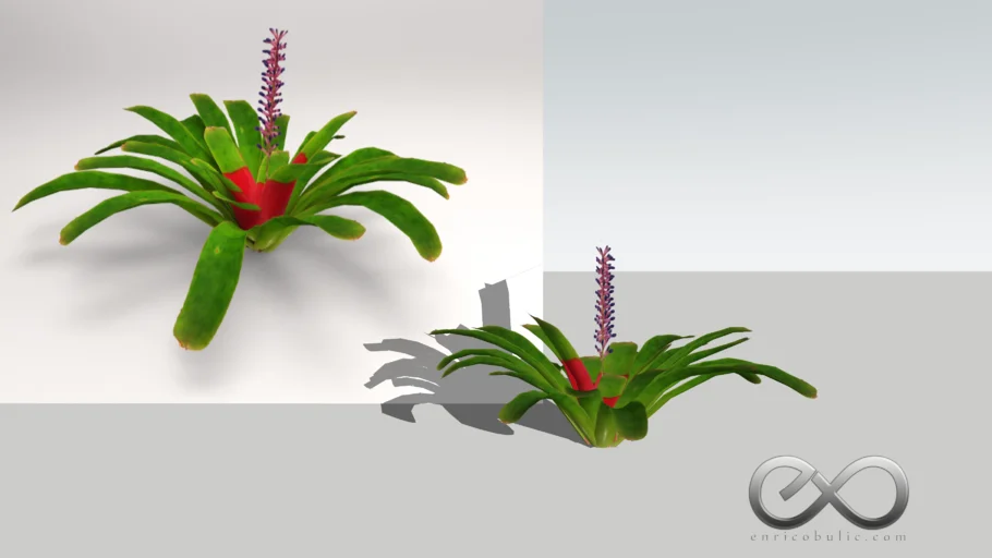 Aechmea Gamosepala "Matchstick Bromeliad"