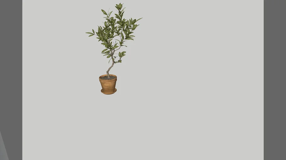 ARBOLITO IN  POT