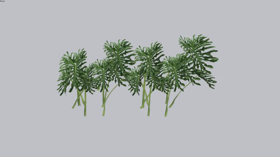 Guaimbé orgânico (Philodendron bipinnatifidum)
