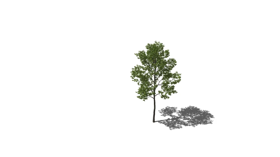 Tree high poly