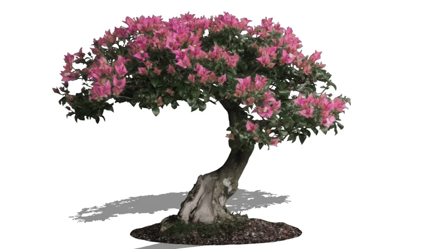 Bonsai ( bougenvilla)