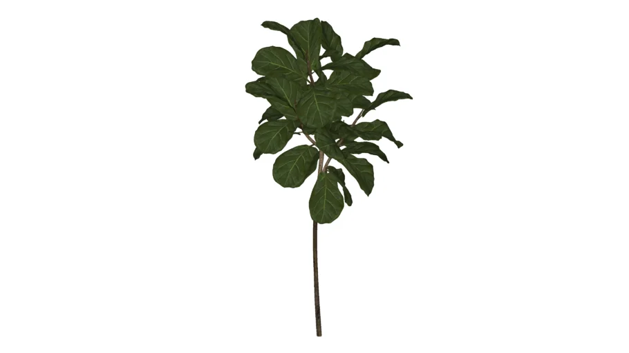Ficus-lira (Ficus lyrata)_Paisagismo