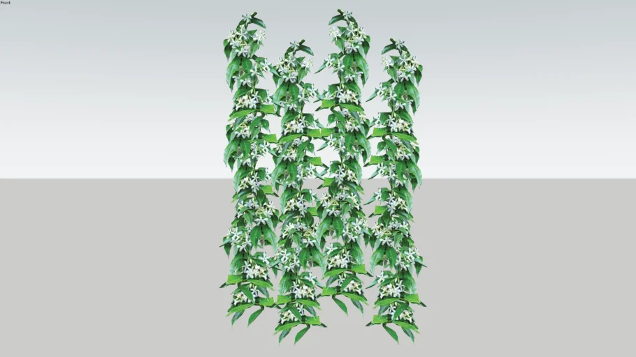 Trachelospermum jasminoides. Climber
