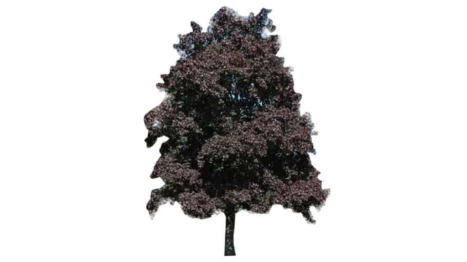 2d Face Me Crimson King Norway Maple