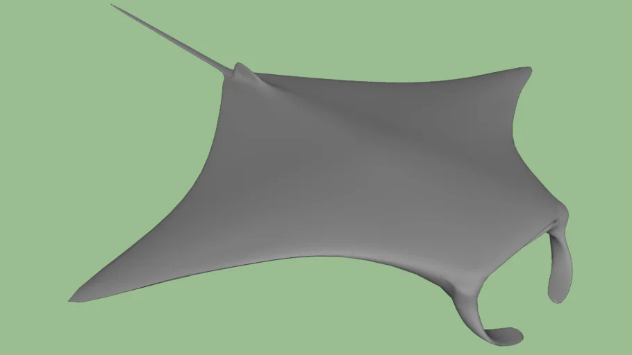 Manta Ray
