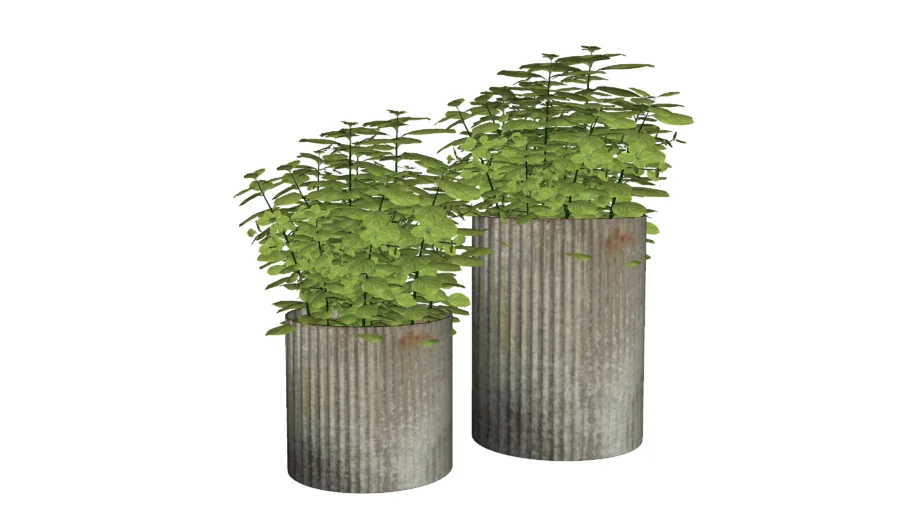 Vasos planta