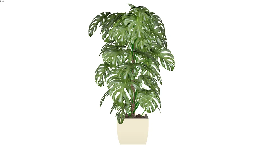 Vaso com planta 12
