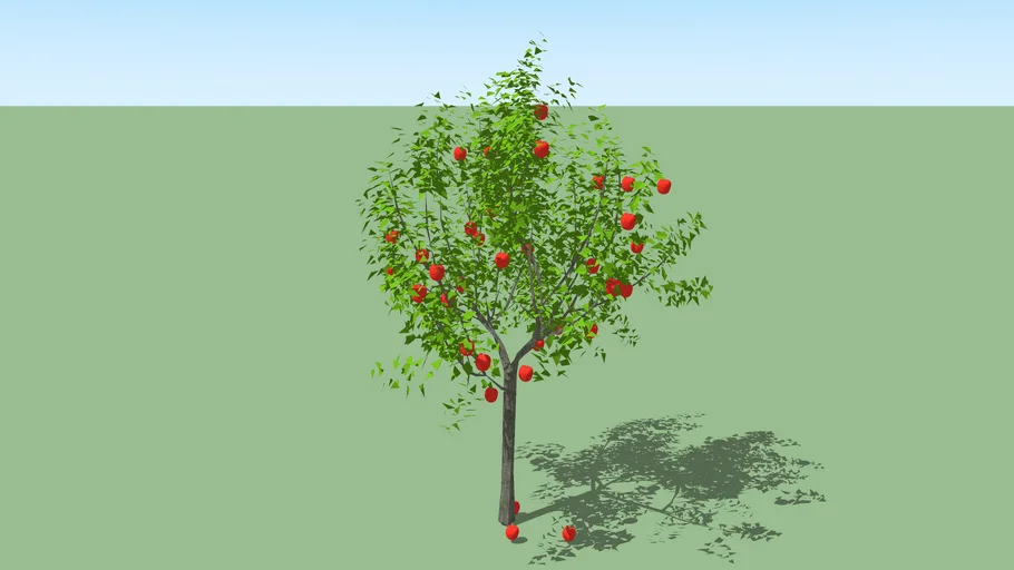 Apple Tree