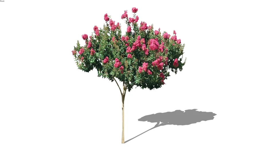 Tree - Flowering and Fruiting - Lagerstroemia indica