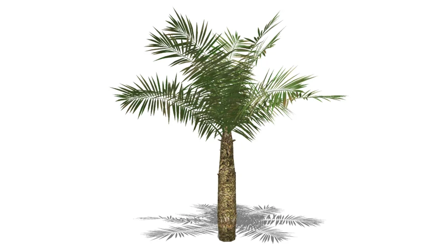 Pohon Palem Buntut Tupai