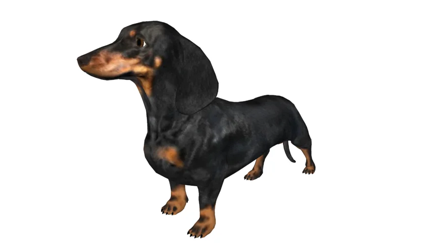 DOG, PERRO, CANINO.