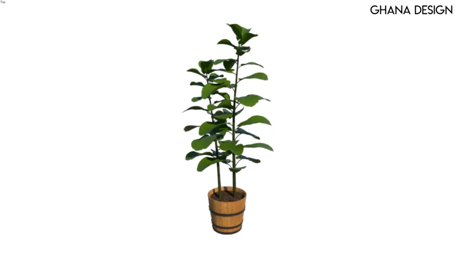 Philodendron Plant