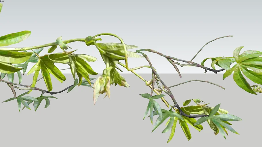 Passiflora 3D single stem of climbing plant