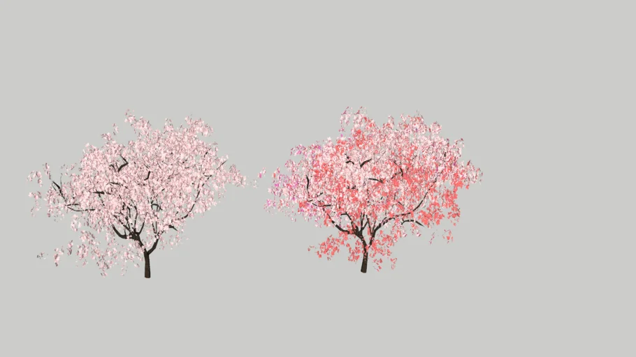 富士櫻  Fuji Sakura    三色櫻    Gradient color Sakura
