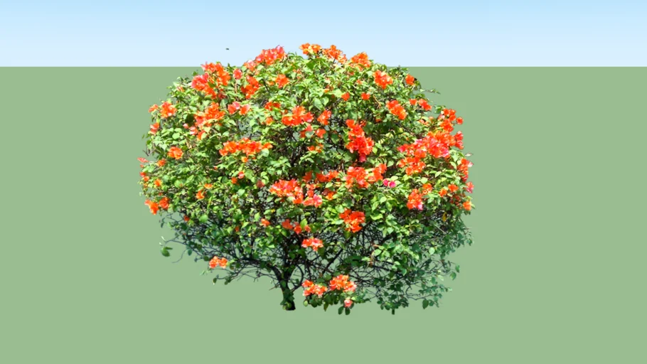Bougainvillea glabra