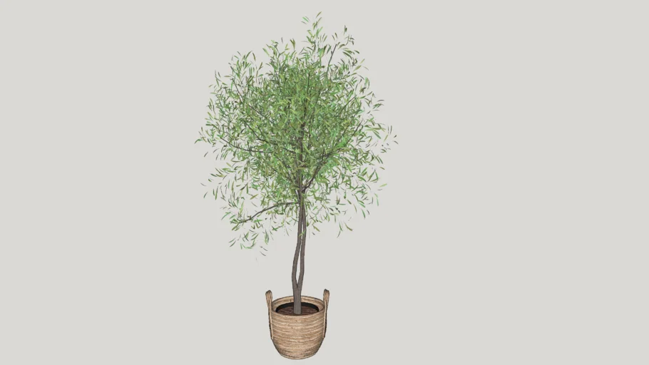 Olive Tree in Basket