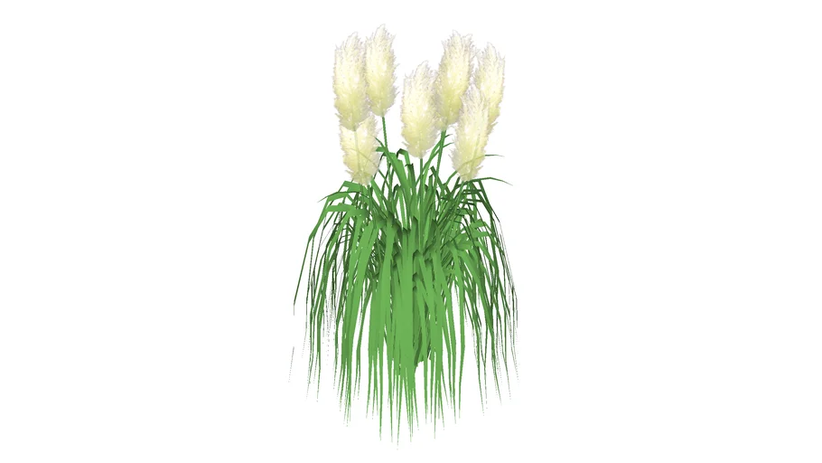 Pampas grass