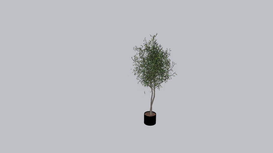 Olive tree 160 cm