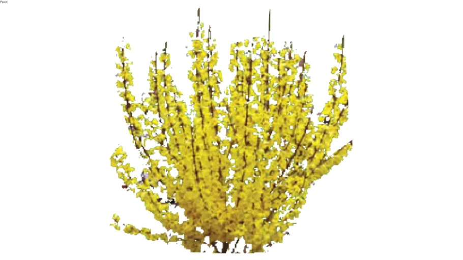 Land F/X - Shrubs - Mounding - Forsythia intermedia