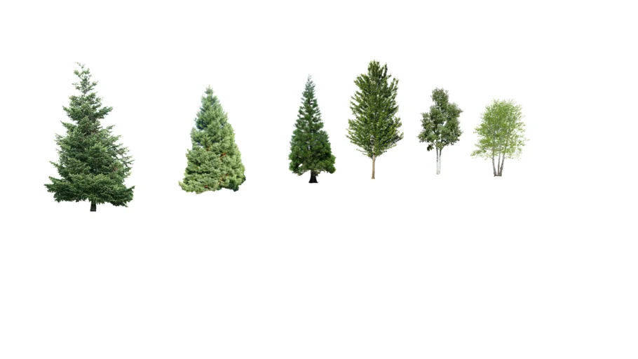 PINE TREES , TREES