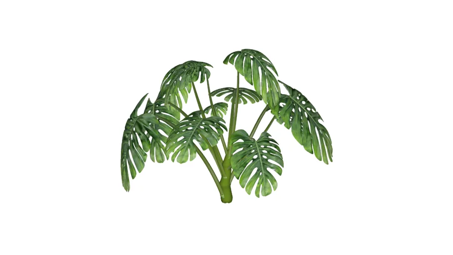 COSTELA DE ADÃO (MONSTERA DELICIOSA)