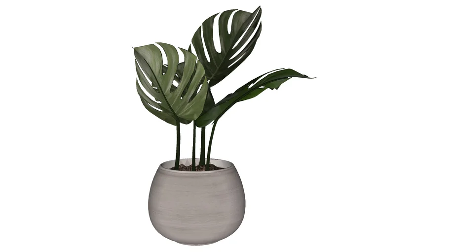 Monstera