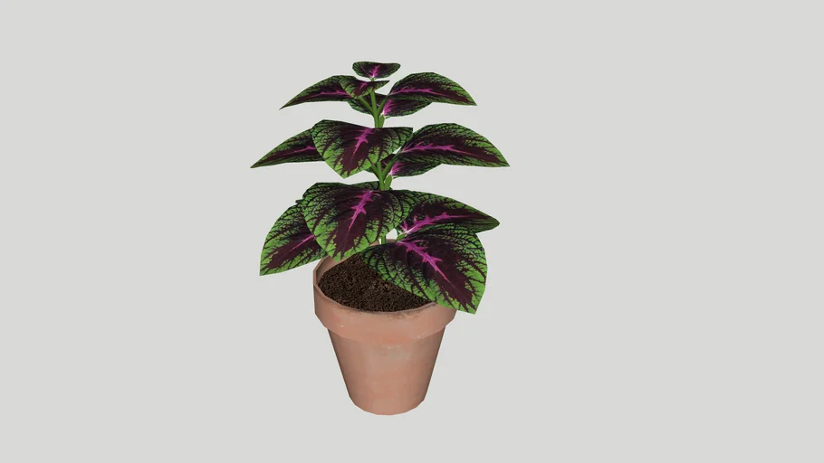盆栽Solenostemon Scutellarioides Cóleus Coleus